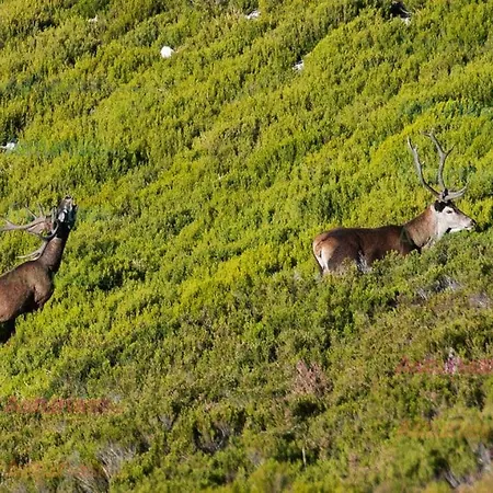 La Gaitona D'aller - Cabanaquinta Aller
